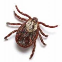 Developing new tick management tools