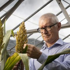 Professor Matthew Morell in the greenhouse with sorghum