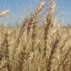 Wheat Outlook: Season crop report for October 