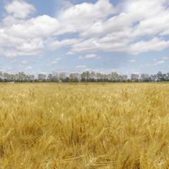 Wheat Outlook: Season crop report for September out now!